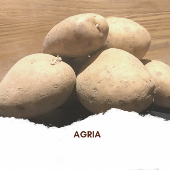 Pomme de terre Agria