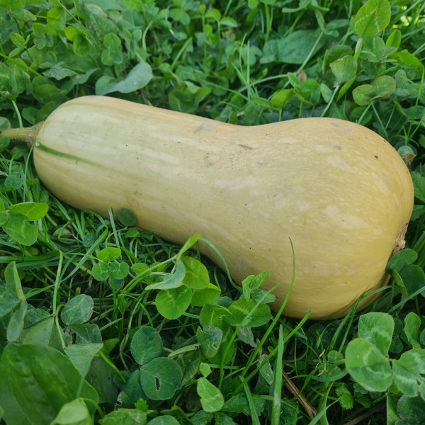 Courge Butternut