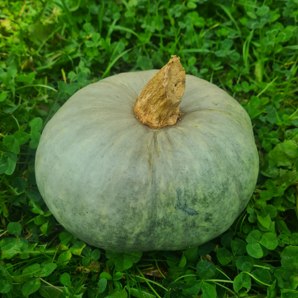 Courge bleue de Hongrie