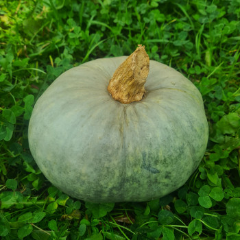 Courge bleue de Hongrie