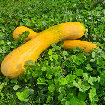 Courge longue de Nice