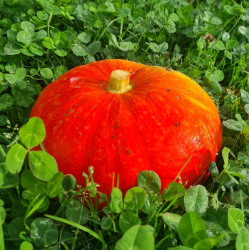 Courge rouge vif d'Estampe