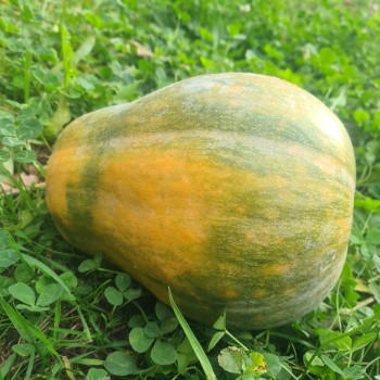 Courge sucrine du Berry