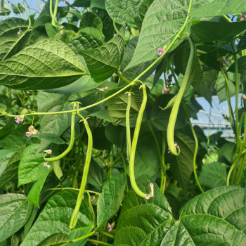 Haricots vert