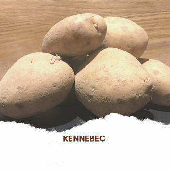 Pomme de terre Kennebec