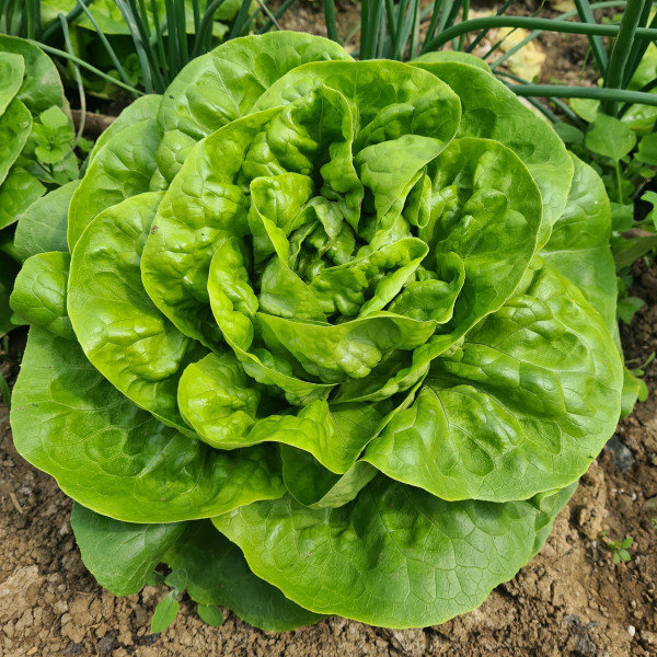 Salade Rougette