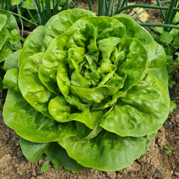 Salade Rougette