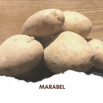 Pomme de terre Marabel