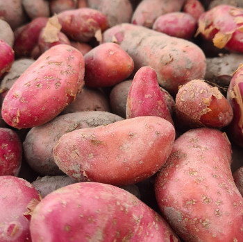 Pommes de terre nouvelles Chérie