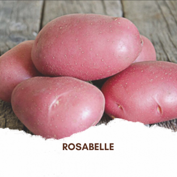 Pomme de terre Rosabelle