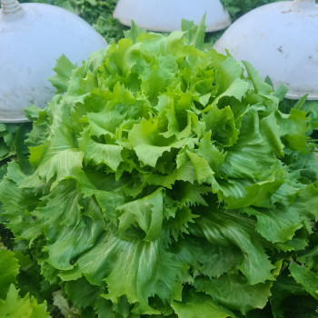 Salade chicorée Scarole