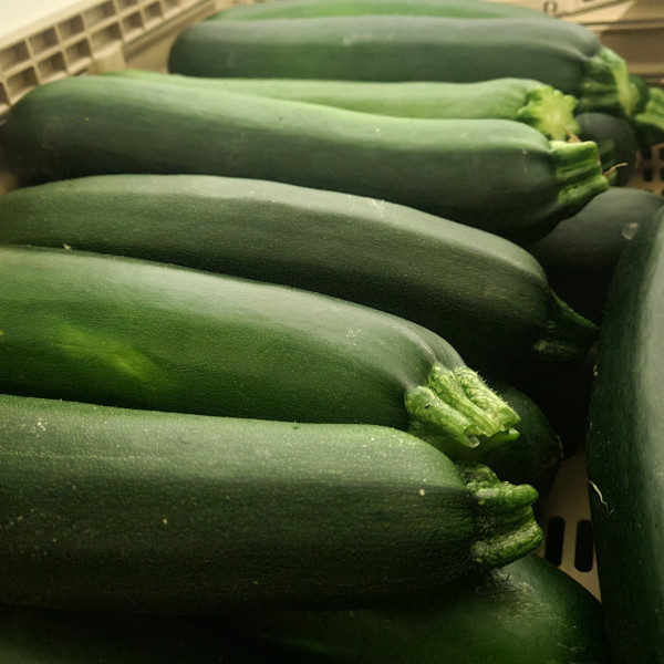 Courgette verte Grosse