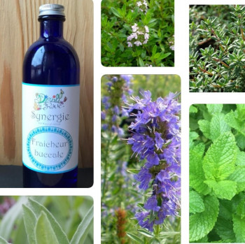 Synergie d'hydrolats – Fraîcheur buccale
