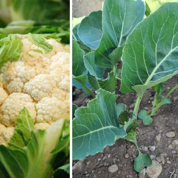 Plants choux fleur