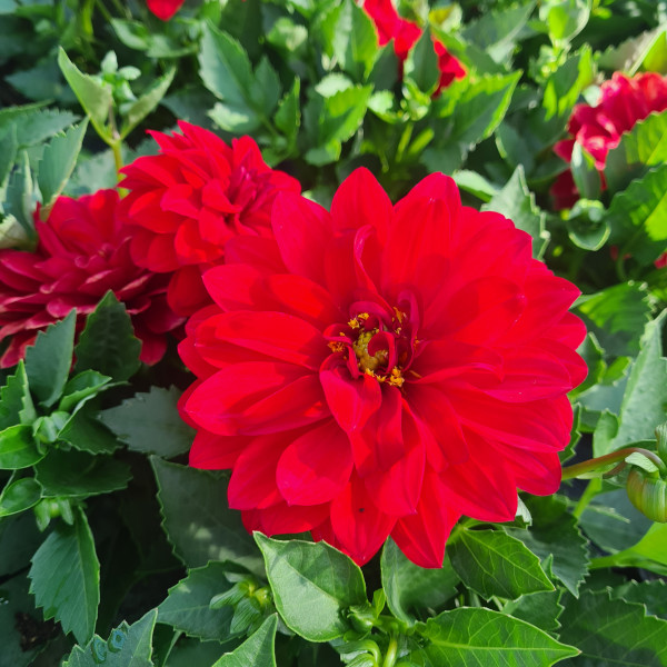 Dahlias rouge