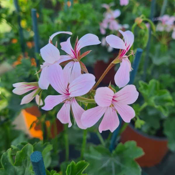 Géranium retombant Balcon Laval