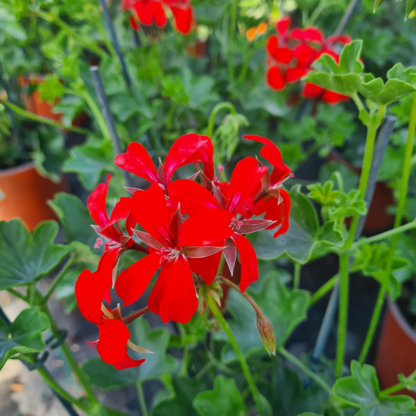 Géranium retombant Balcon impérial