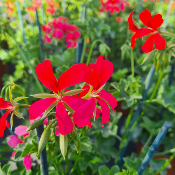 Géranium retombant Balcon rouge