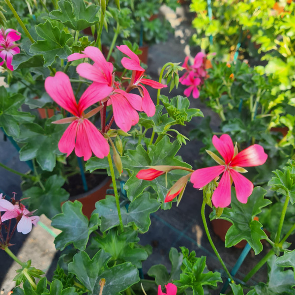 Géranium retombant Balcon rose