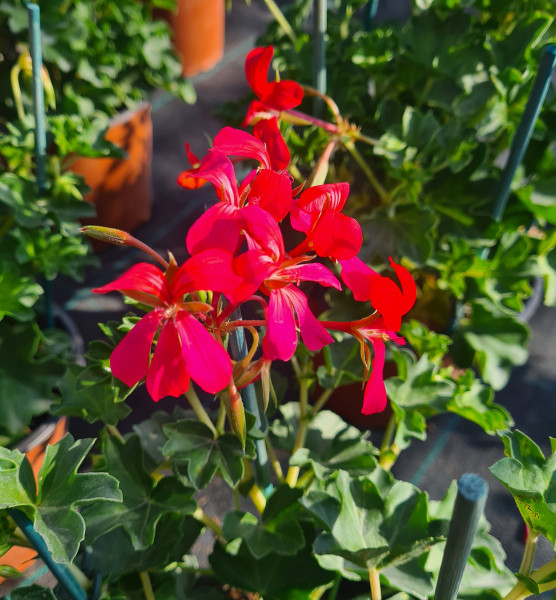 Géranium lierre Décora rouge