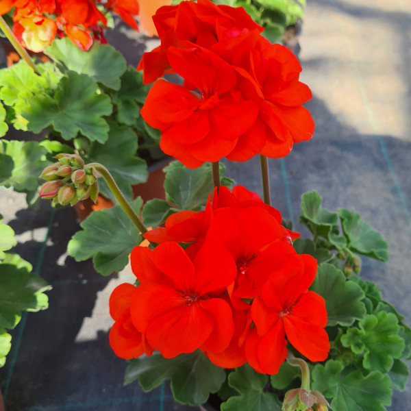 Géranium zonale Shocking orange