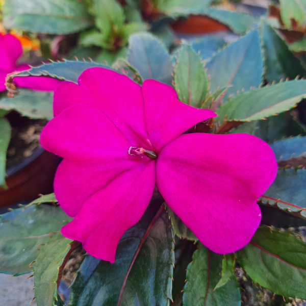 Impatiens fuschia