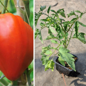 Plant tomate Coeur de Boeuf