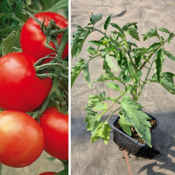 Plant tomate Mont Favet