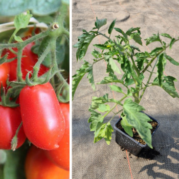 Plant tomate Roma