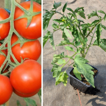 Plant tomate ronde