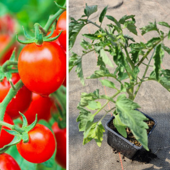 Plant tomate cerise