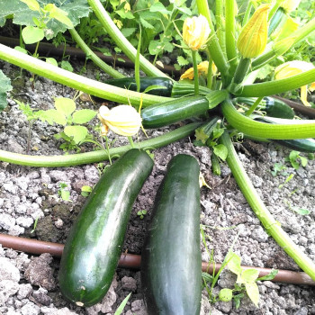 Courgette verte