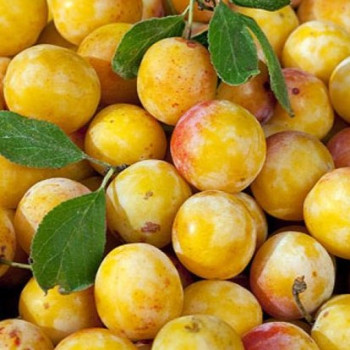 Mirabelles