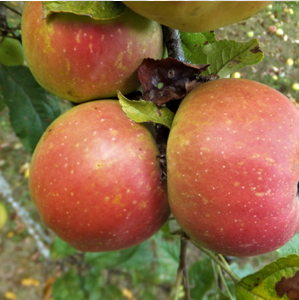 Pomme à Côtes