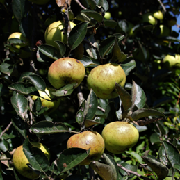 Pomme Reinette d'Angleterre