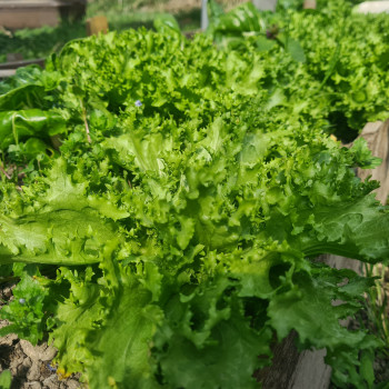 Salade frisée