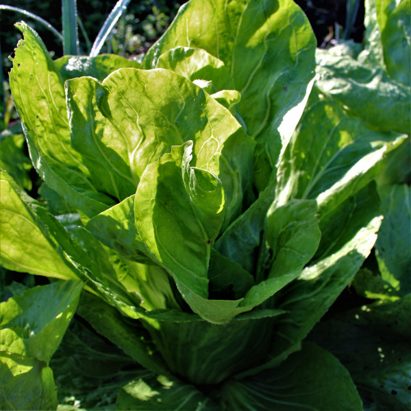 Salade Pain de sucre