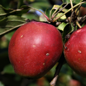 Pomme Calville Rouge