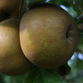 Pomme Belle de Boskoop - L'effet Papillon