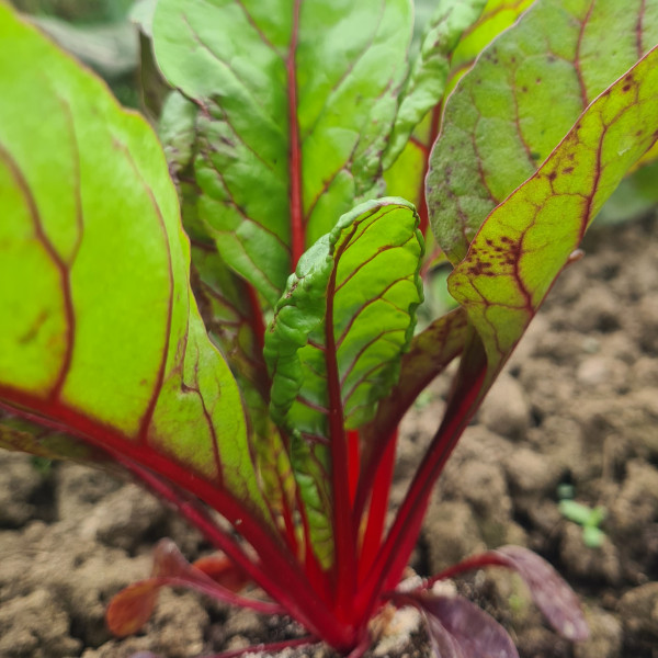 Côte de blette rouge