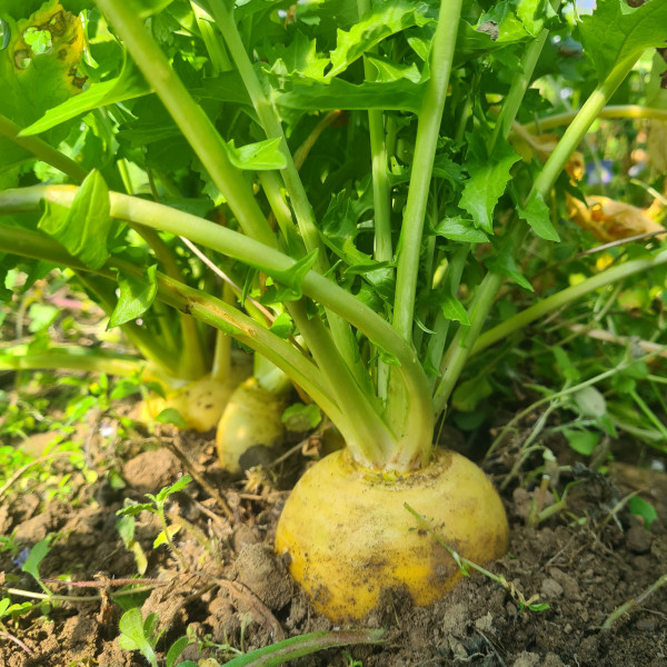 Navet Boule d'Or BIO