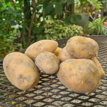 Pommes de terre nouvelles BIO