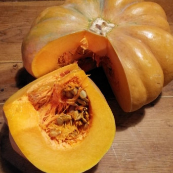 Courge musquée