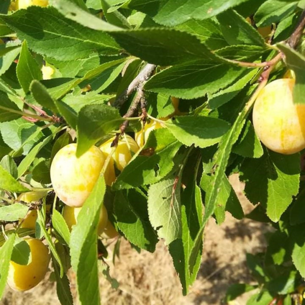 Mirabelles