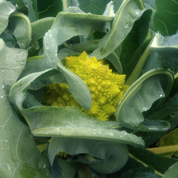 Choux romanesco