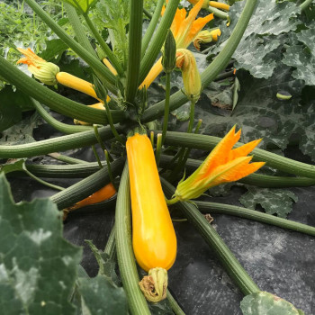 Courgette jaune