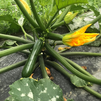 Courgette verte