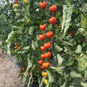 Tomates cerise