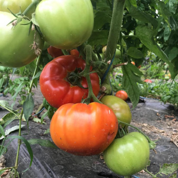 Tomates à cuisiner