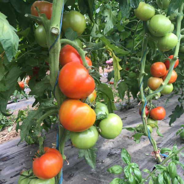 Tomates à salade